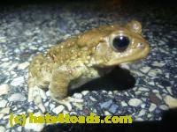 /home//u458753944/public_html/sourcegallery////Roxborough Toad Detour/2013-2019/2014/2014-04-07/P1140916.JPG